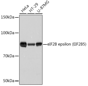 eIF2B epsilon (EIF2B5) Rabbit monoclonal antibody