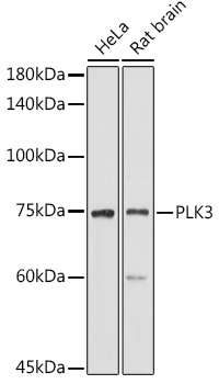 PLK3 Rabbit polyclonal antibody