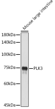PLK3 Rabbit polyclonal antibody