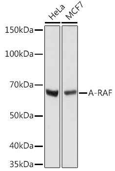 A-RAF Rabbit monoclonal antibody