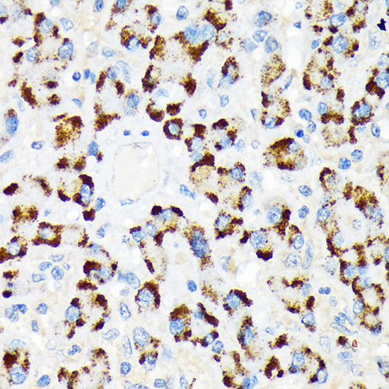 A-RAF Rabbit monoclonal antibody