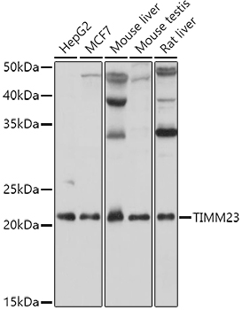 TIMM23 Rabbit polyclonal antibody
