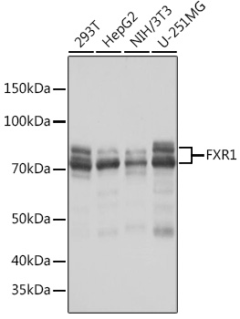 FXR1 Rabbit monoclonal antibody
