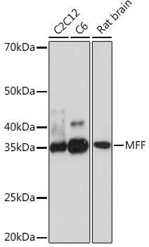 MFF Rabbit mAb