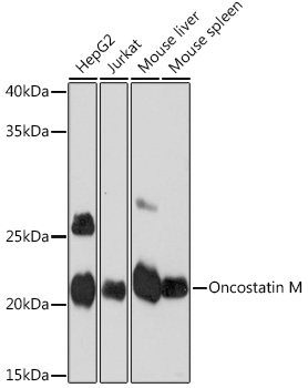 Oncostatin M Rabbit monoclonal antibody