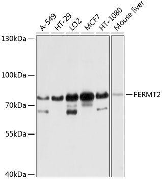 FERMT2 Rabbit polyclonal antibody