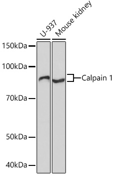 Calpain 1 Rabbit monoclonal antibody