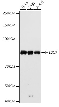MED17 Rabbit polyclonal antibody