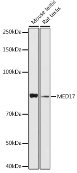 MED17 Rabbit polyclonal antibody