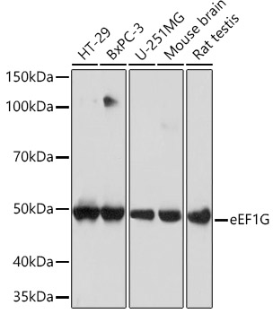 eEF1G Rabbit monoclonal antibody