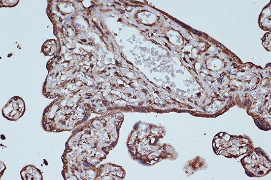 eEF1G Rabbit monoclonal antibody