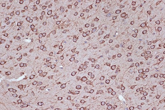 eEF1G Rabbit monoclonal antibody