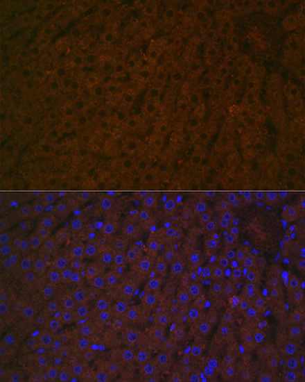 Haptoglobin (HP) Rabbit monoclonal antibody