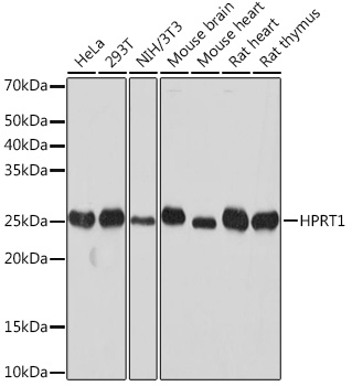 [KO Validated] HPRT1 Rabbit monoclonal antibody