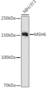 MSH6 Rabbit mAb