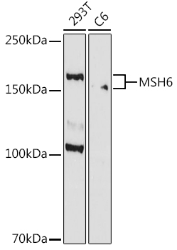 MSH6 Rabbit monoclonal antibody