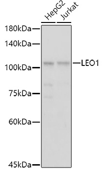 LEO1 Rabbit polyclonal antibody