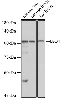 LEO1 Rabbit polyclonal antibody