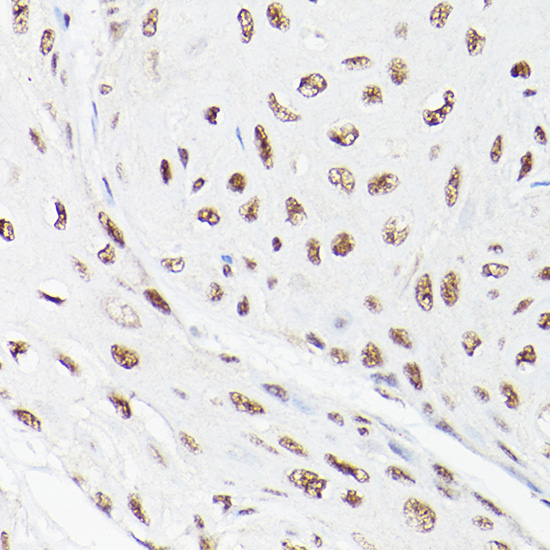LEO1 Rabbit polyclonal antibody