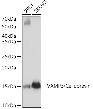 VAMP3/Cellubrevin Rabbit monoclonal antibody