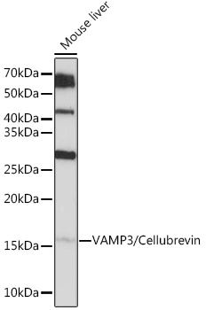 VAMP3/Cellubrevin Rabbit monoclonal antibody