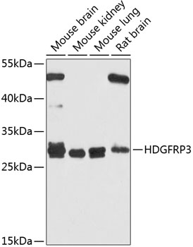 HDGFRP3 Rabbit polyclonal antibody