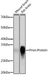 Western blot - Prion Protein Rabbit mAb (A8821)
