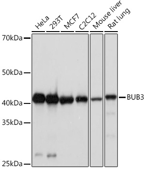 BUB3 Rabbit monoclonal antibody