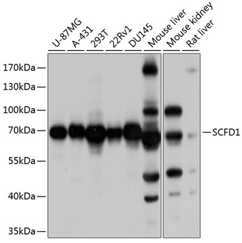 SCFD1 Rabbit polyclonal antibody