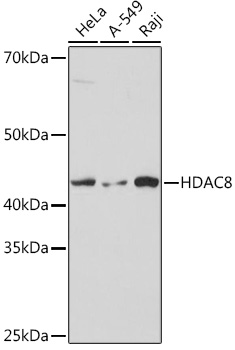 HDAC8 Rabbit monoclonal antibody