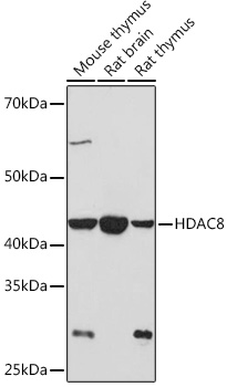 HDAC8 Rabbit monoclonal antibody