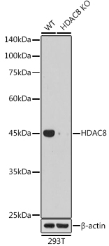 HDAC8 Rabbit monoclonal antibody