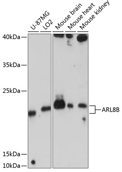 ARL8B Rabbit polyclonal antibody