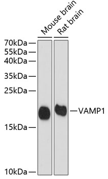 VAMP1 Rabbit polyclonal antibody