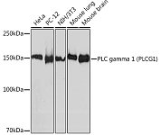 Western blot - PLC gamma 1 (PLCG1) Rabbit mAb (A8899)