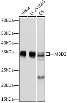 MBD3 Rabbit monoclonal antibody