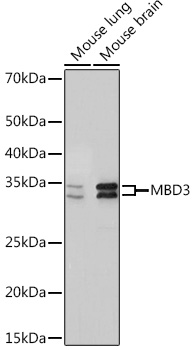 MBD3 Rabbit monoclonal antibody