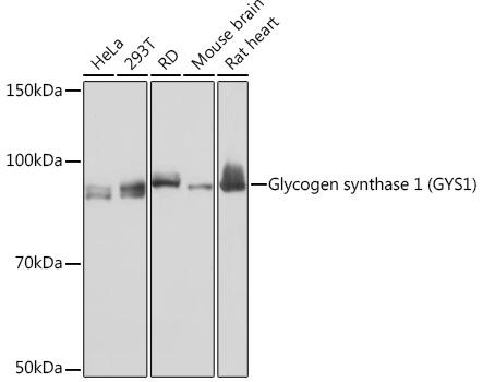 Glycogen synthase 1 (GYS1) Rabbit monoclonal antibody