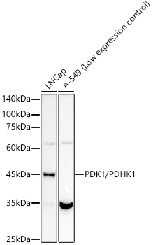 PDK1/PDHK1 Rabbit monoclonal antibody