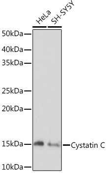 Cystatin C Rabbit monoclonal antibody