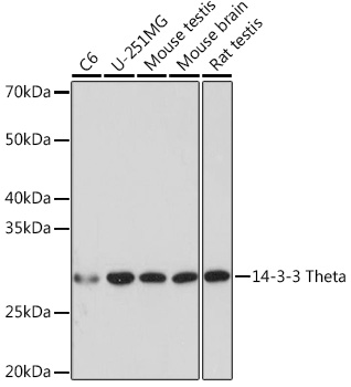 14-3-3 Theta Rabbit monoclonal antibody
