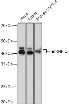 hnRNP C Rabbit monoclonal antibody