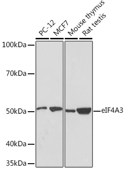 eIF4A3 Rabbit monoclonal antibody
