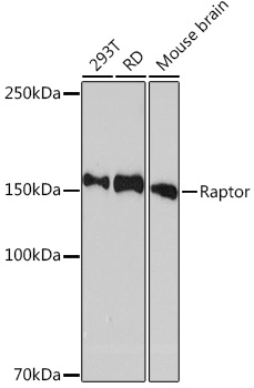 Raptor Rabbit monoclonal antibody