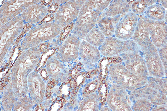 Raptor Rabbit monoclonal antibody