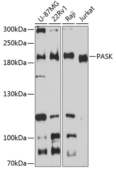 PASK Rabbit polyclonal antibody