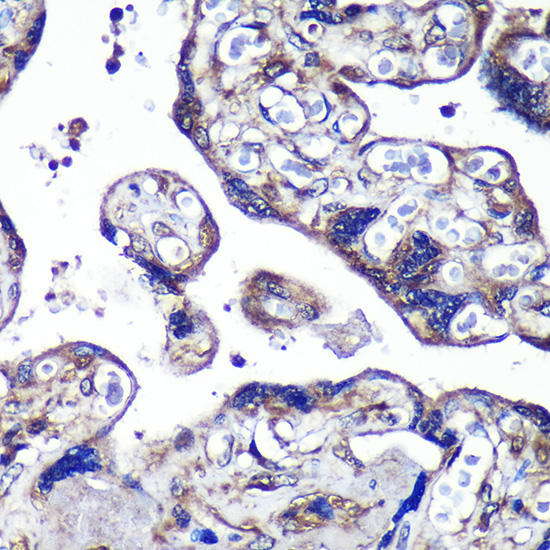 PASK Rabbit polyclonal antibody