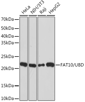FAT10/UBD Rabbit monoclonal antibody
