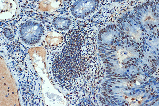 SUMO4 Rabbit monoclonal antibody