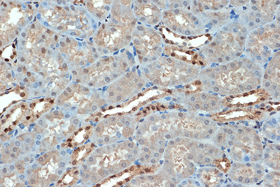 SUMO4 Rabbit monoclonal antibody